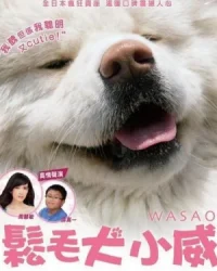Chú Chó Akita