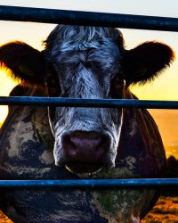 Âm Mưu Về Bò Sữa: Bí Mật Của Sự Bền Vững