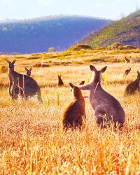 Thung Lũng Kangaroo